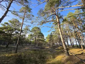 Böda Sand