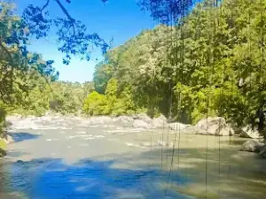 Jembatan Akar Bayang