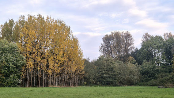 Byerley Park