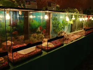 Kontaktnyy Zoopark