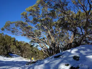 Sled Dog Tours Mount Baw Baw