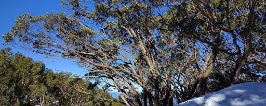 Sled Dog Tours Mount Baw Baw