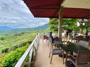 Ladang Tea Sabah, Ranau, Sabah.