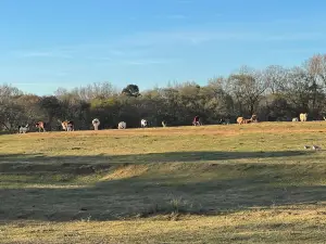 Lake Hartwell Wildlife Safari Park