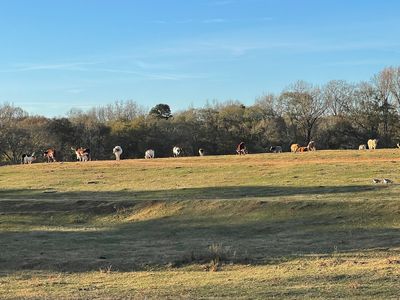 Lake Hartwell Wildlife Safari Park