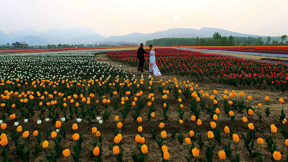 cha ya shan wen quan xiao zhen