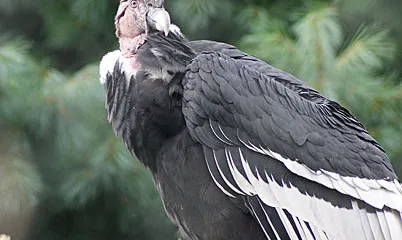 南崑山國家森林公園-神鷹石