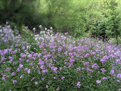 Mill Pond Park