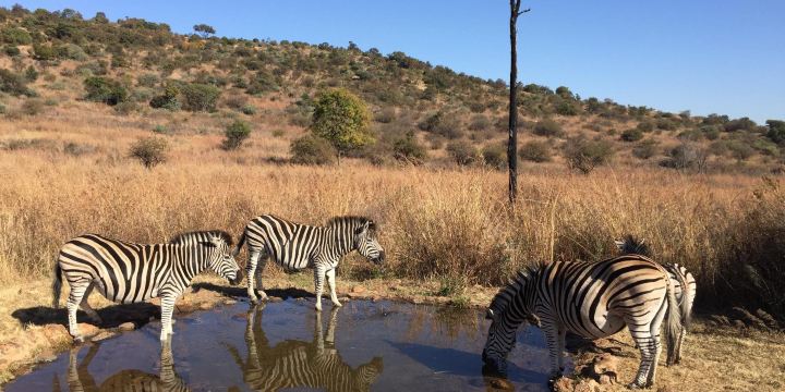 Groenkloof Nature Reserve