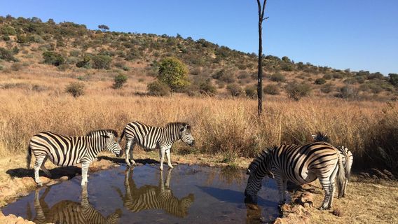 Groenkloof Nature Reserve