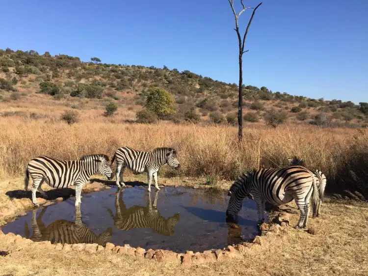 Hotels near Groenkloof Nature Reserve
