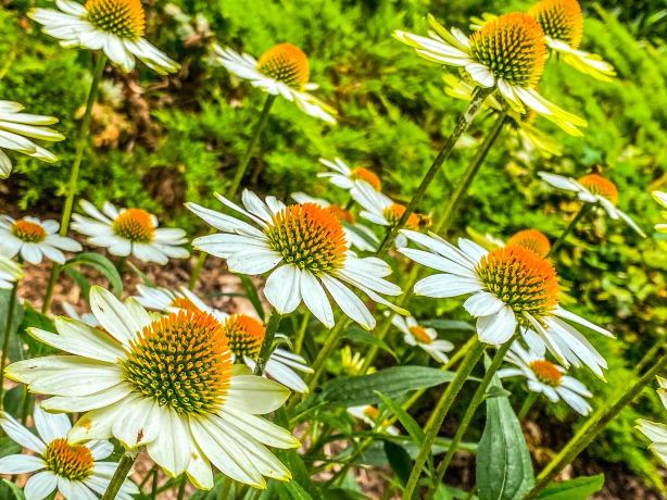 Greensboro Arboretum
