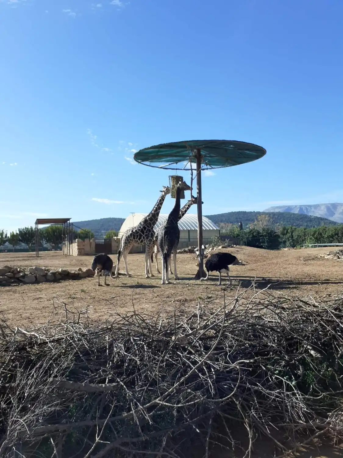 Hotels near Attica Zoological Park