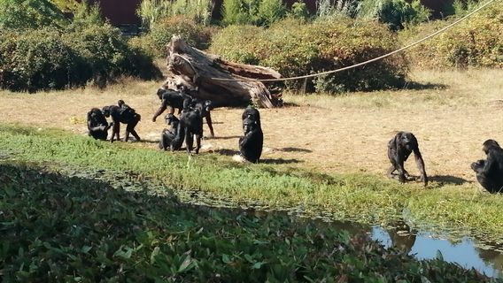 La Vallee des Singes