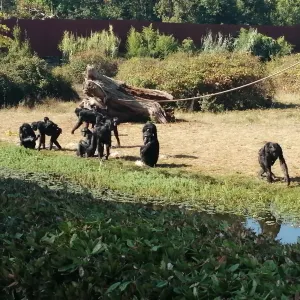 La Vallee des Singes