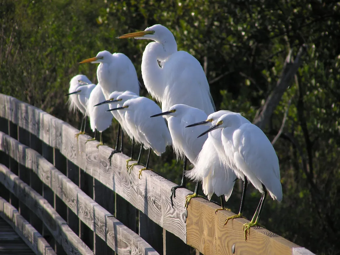 4_Weedon Island Preserve