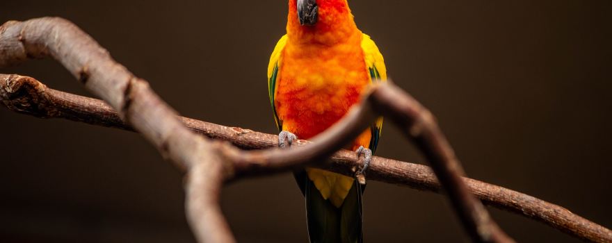 Zoo de Sarrebruck