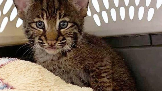 Peace River Wildlife Center-Education Center