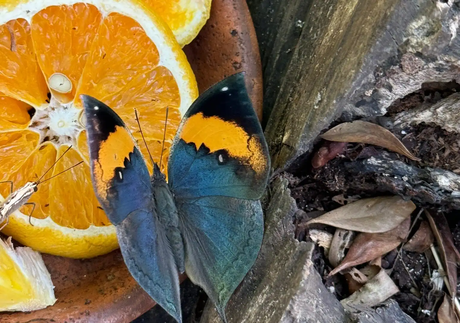 Hotels near The Butterfly Farm Aruba
