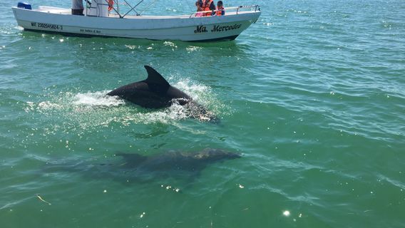 Holbox Whale Shark Tours