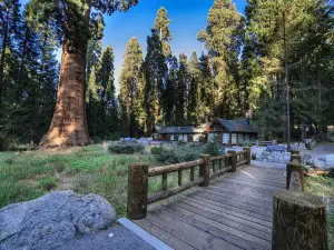 The Giant Forest