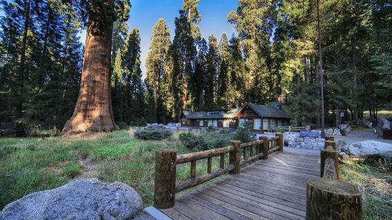 The Giant Forest