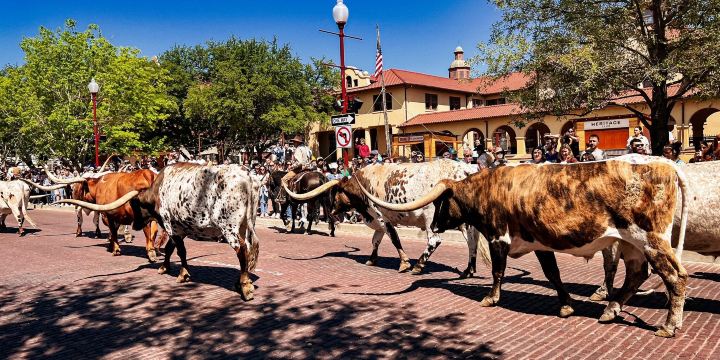Fort Worth Herd