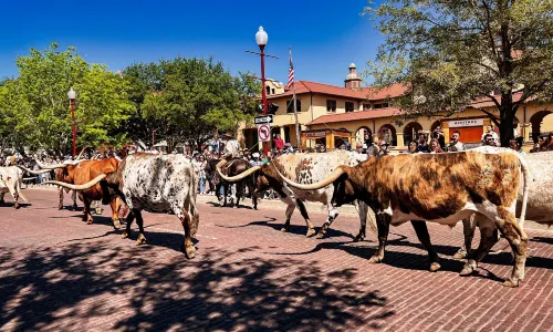 Fort Worth Herd