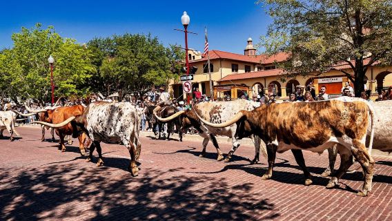 Fort Worth Herd