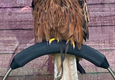 Kielder Water Bird Of Prey Centre