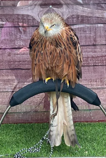 Kielder Water Bird Of Prey Centre