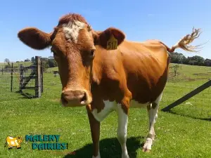 Maleny Dairies