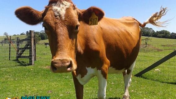 Maleny