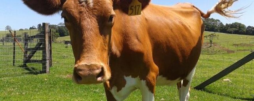 Maleny Dairies
