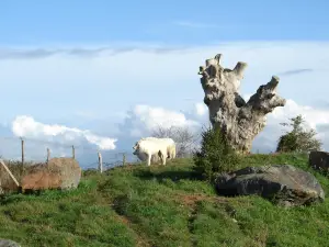 Natur'Zoo Mervent