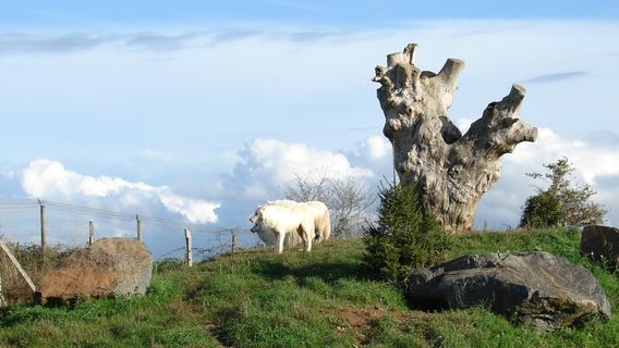 Natur'Zoo Mervent