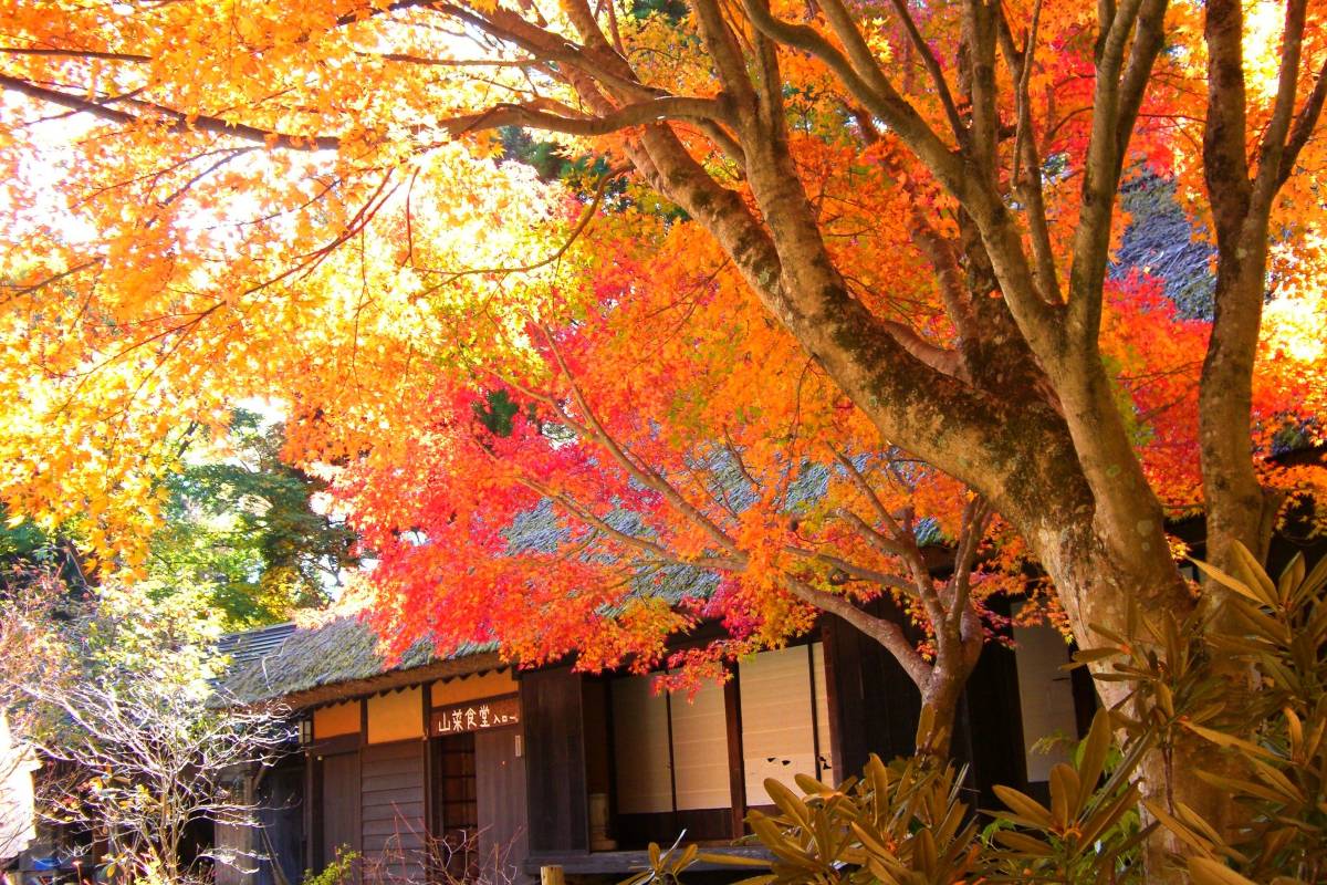 熊本紅葉景點 | 五家莊平家之里
