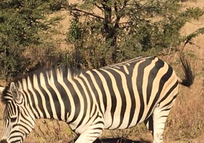 Bhubeza Safaris