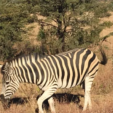 Bhubeza Safaris