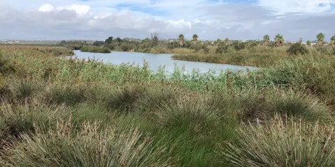 Lagoa dos Salgados