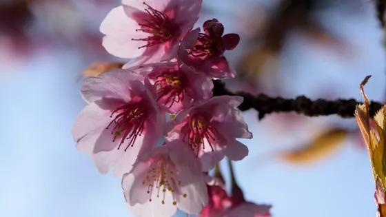 福成寺
