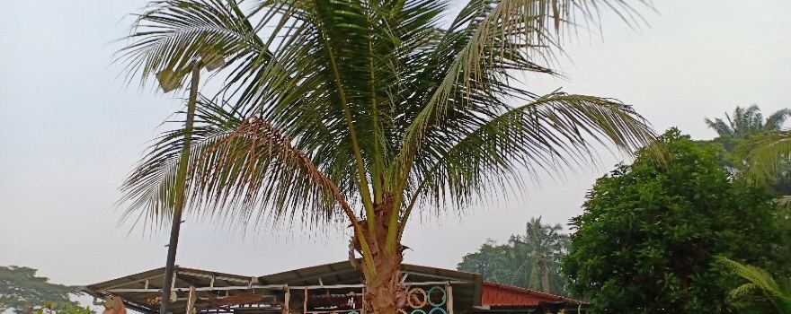 Sg. Lalang Hot Spring