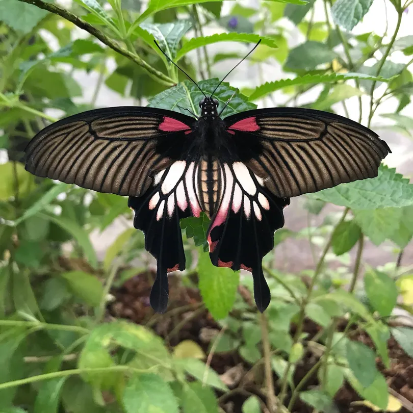 4_Butterfly Sanctuary