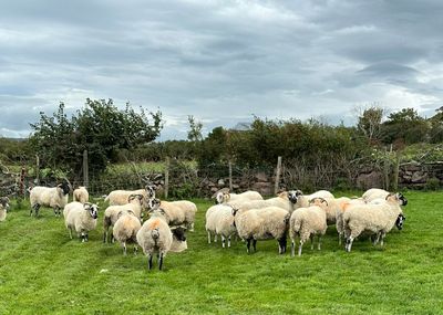 West Kerry sheep dog demonstrations