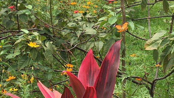 Jardin Public Bujumbura