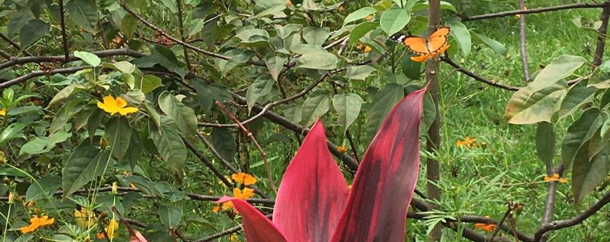 Jardin Public Bujumbura