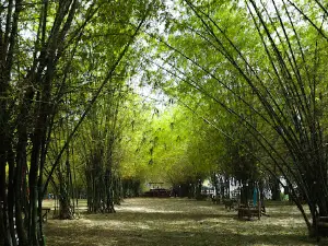 Bamboo Forest