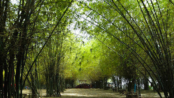 Bamboo Forest