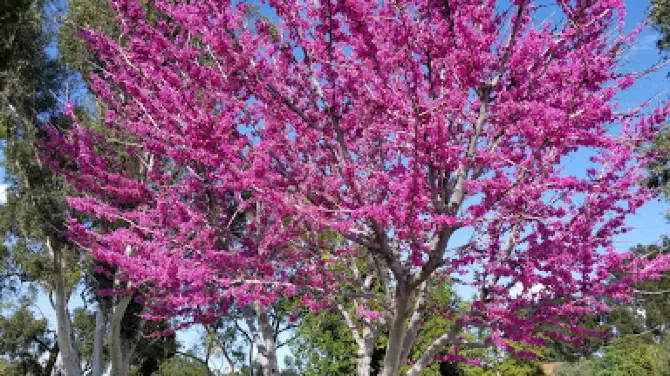 Rialto City Park