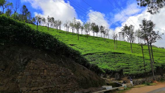 Tea Garden Tour